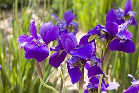 florence-iris.jpg