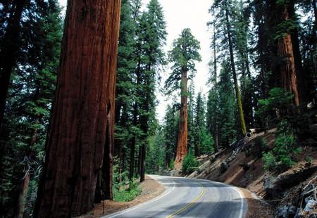 ouest-sequoia.jpg